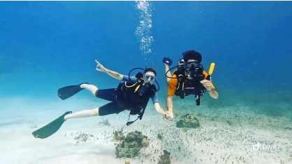 Discover Scuba Diving